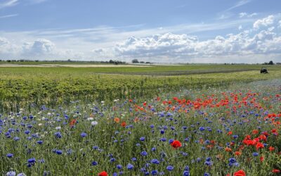 MIDSOMMARHELGEN